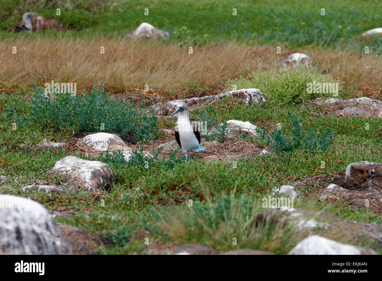 Fou Pieds Bleus Sula Nebouxii De L le Seymour Nord les fou-pieds-bleus-sula-nebouxii-de-l-le-seymour-nord-les