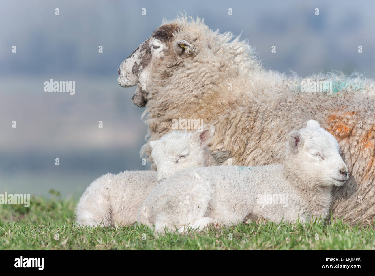 Au début du printemps sur le terrier de Mump, Burrowbridge dans Somerset et deux jeunes agneaux s'endormir dans la sécurité de leur mère. Banque D'Images