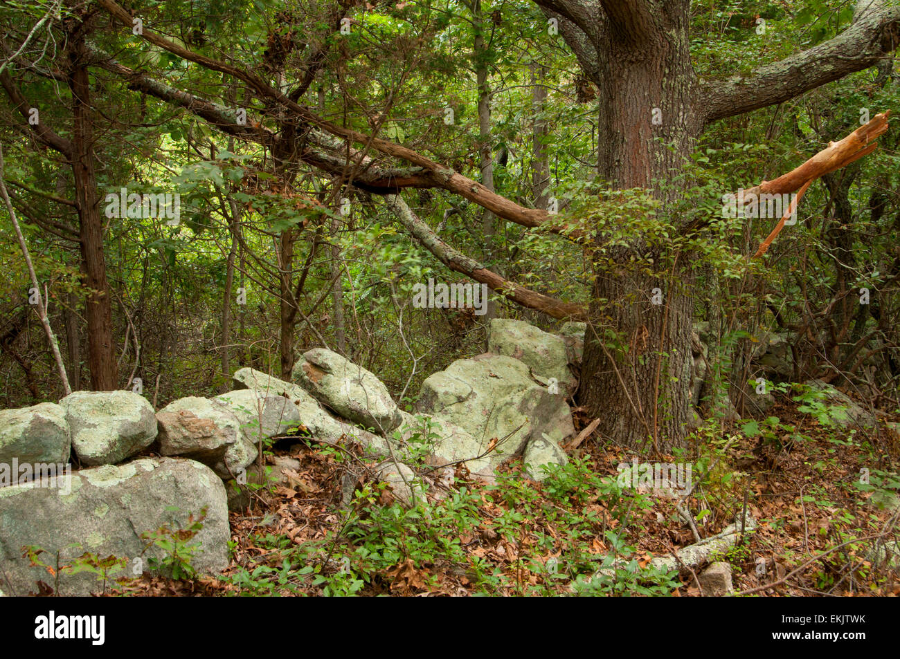 Stonewall en forêt, Barn Island Wildlife Management Area, New York Banque D'Images