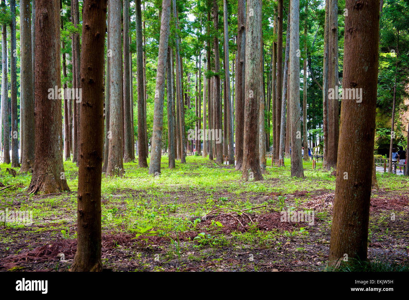 Domaine de grands arbres dans une forêt verdoyante, mousse , l'herbe dans l'été Banque D'Images