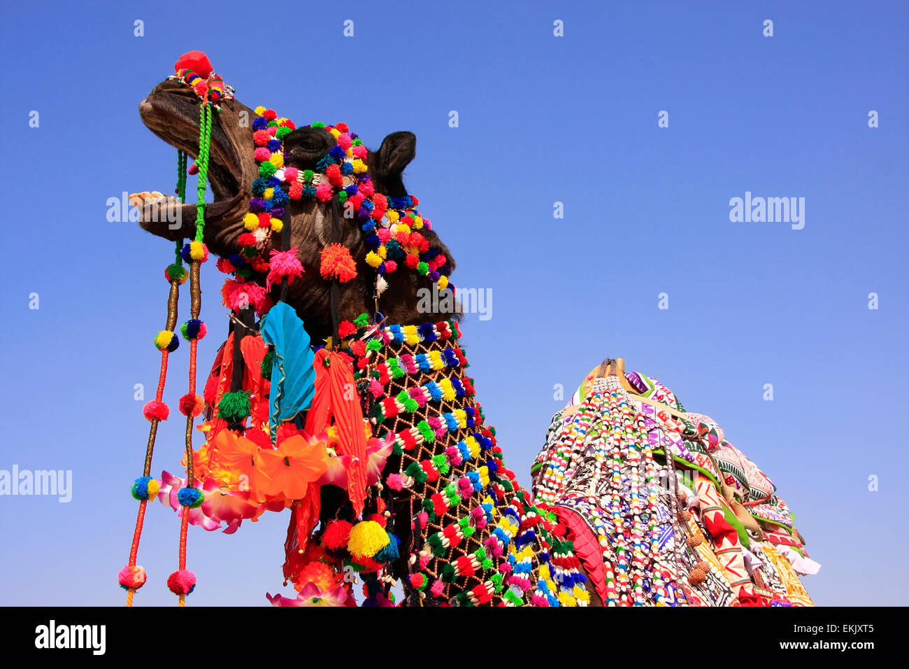 Portrait de chameau décoré dans le Desert Festival, Jaisalmer, Rajasthan, India Banque D'Images