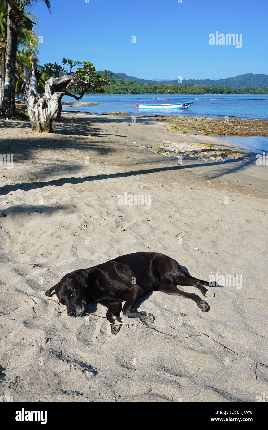 Labrador chien dormir sur une plage de sable, à Puerto Viejo de Talamanca, Costa Rica, Caraïbes Banque D'Images