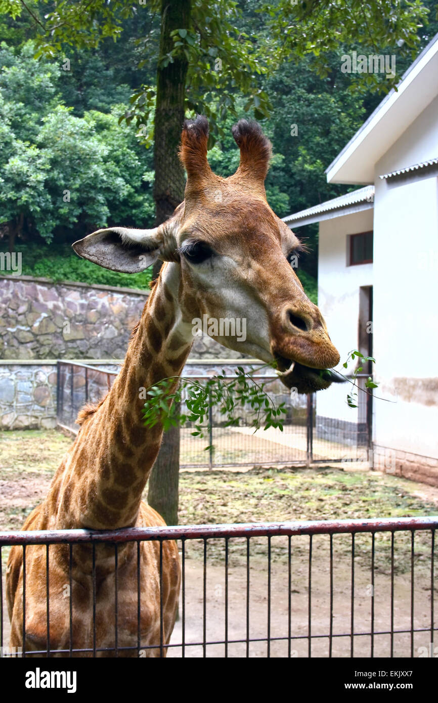 Girafe manger une branche d'arbre dans un zoo Banque D'Images