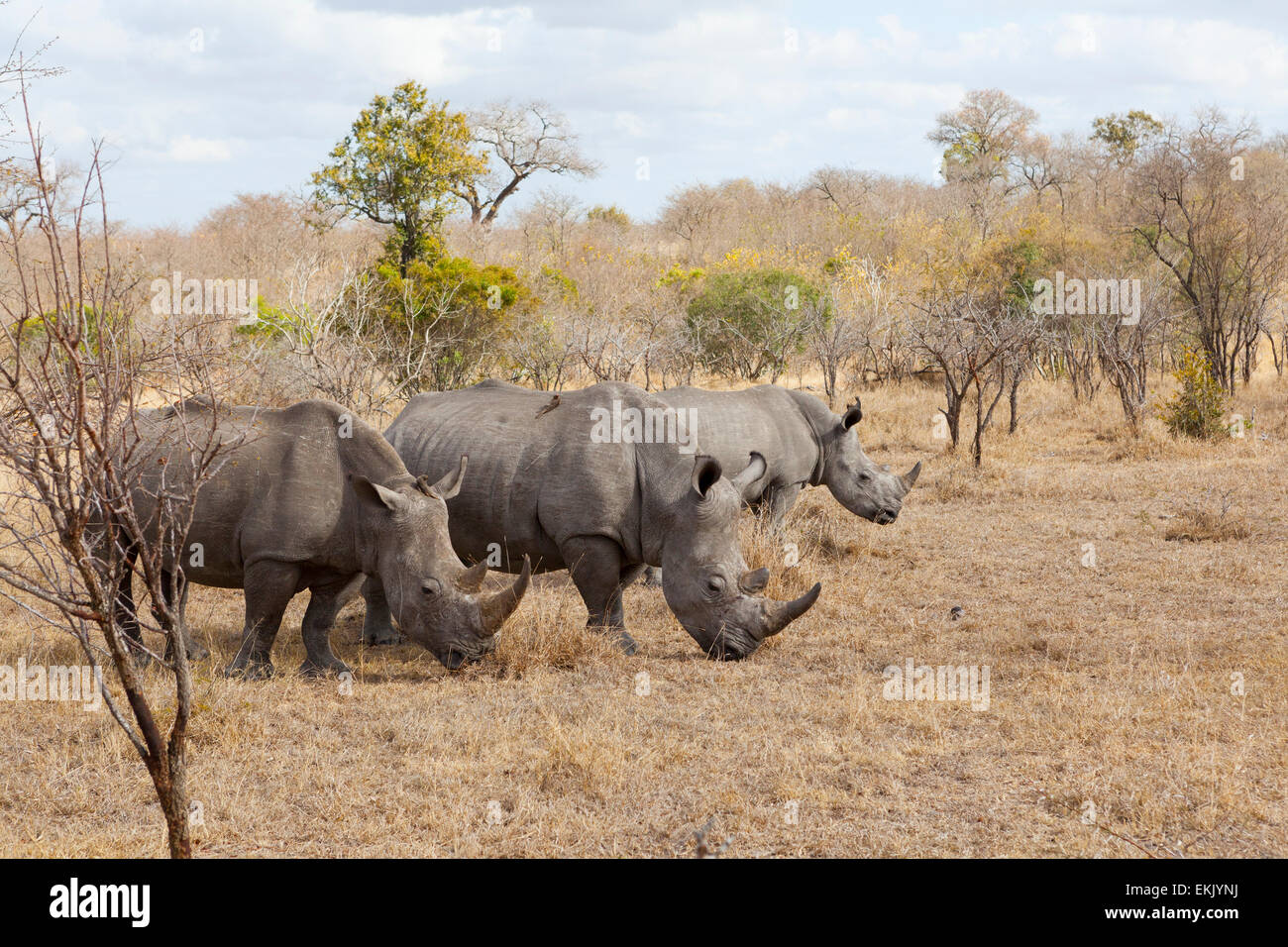 Groupe familial de rhinocéros blanc, Timbavati, Afrique du Sud Banque D'Images