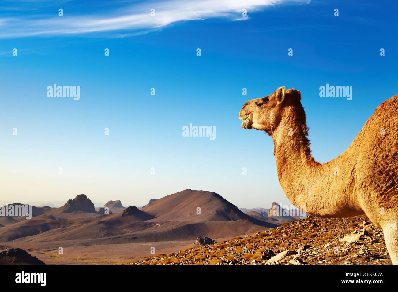 Camel en désert du Sahara, du Hoggar, Algérie Banque D'Images