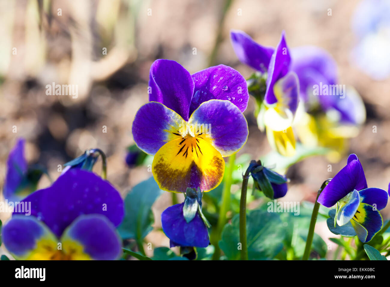 Pansy le jardin pensées, Viola, Viola tricolor est un type de grande fleur  plante hybride cultivé comme une fleur de jardin Photo Stock - Alamy