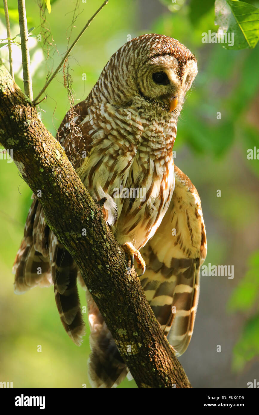 La Chouette rayée (Strix varia) étend son aile. La Chouette rayée est mieux connu comme l'Owl Hoot pour son cri distinctif Banque D'Images