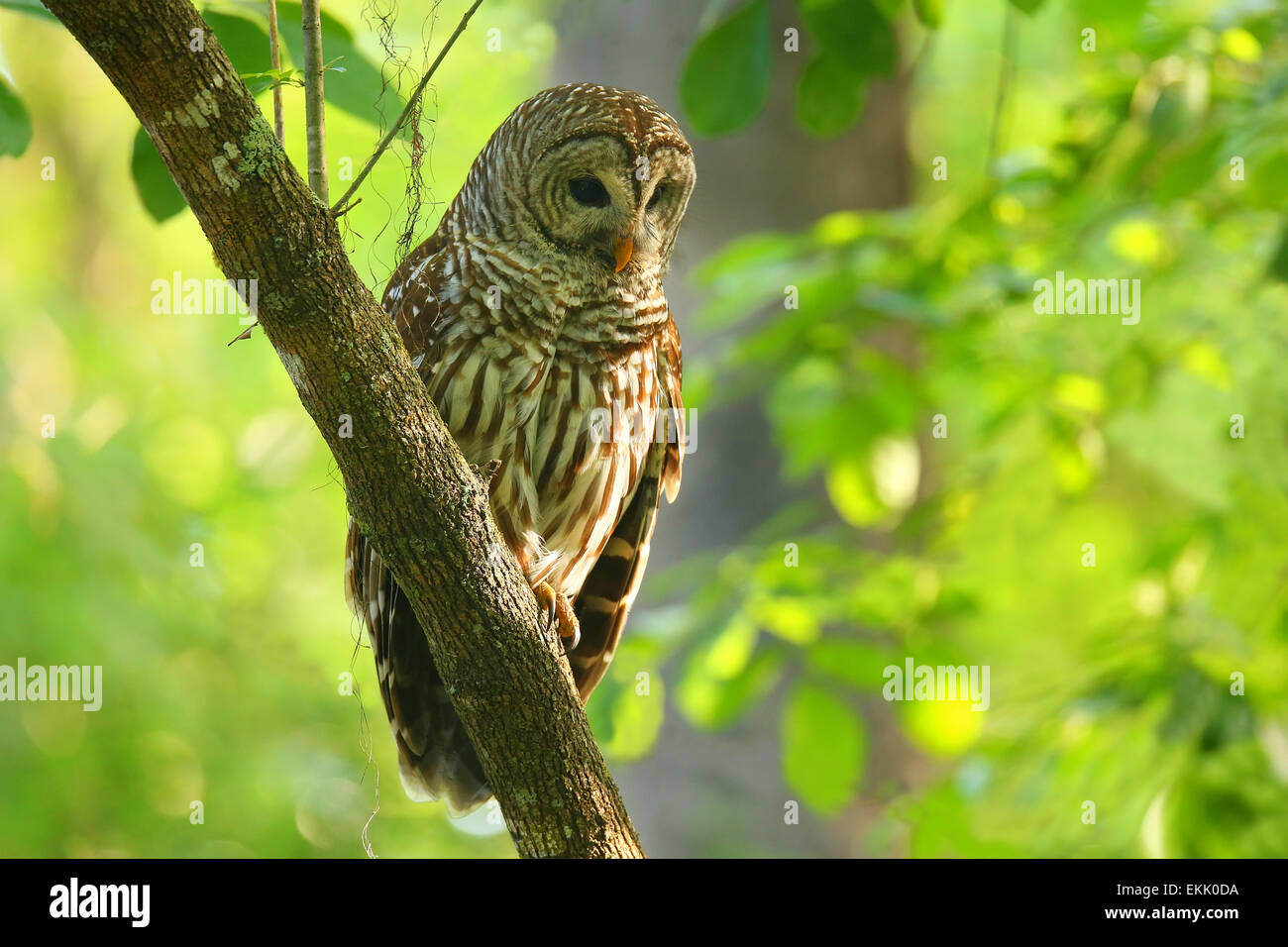 La Chouette rayée (Strix varia) assis sur un arbre. La Chouette rayée est mieux connu comme l'Owl Hoot pour son cri distinctif Banque D'Images