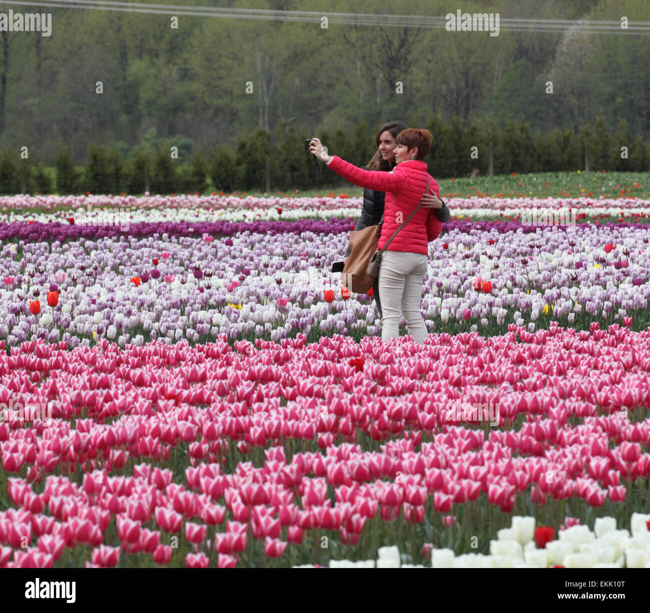 Vancouver. 10 avr, 2015. Les touristes prendre parmi les selfies tulipes en Vallée du Fraser de la Colombie-Britannique, le 10 avril 2015. Plus de 30 acres de terres agricoles a été planté avec 25 variétés de tulipes et des millions d'ampoules dans la vallée du Fraser. Les deux semaines de Festival de la vallée de la Tulipe attire des milliers de visiteurs chaque année depuis 2006. Credit : Wan Bin/Xinhua/Alamy Live News Banque D'Images