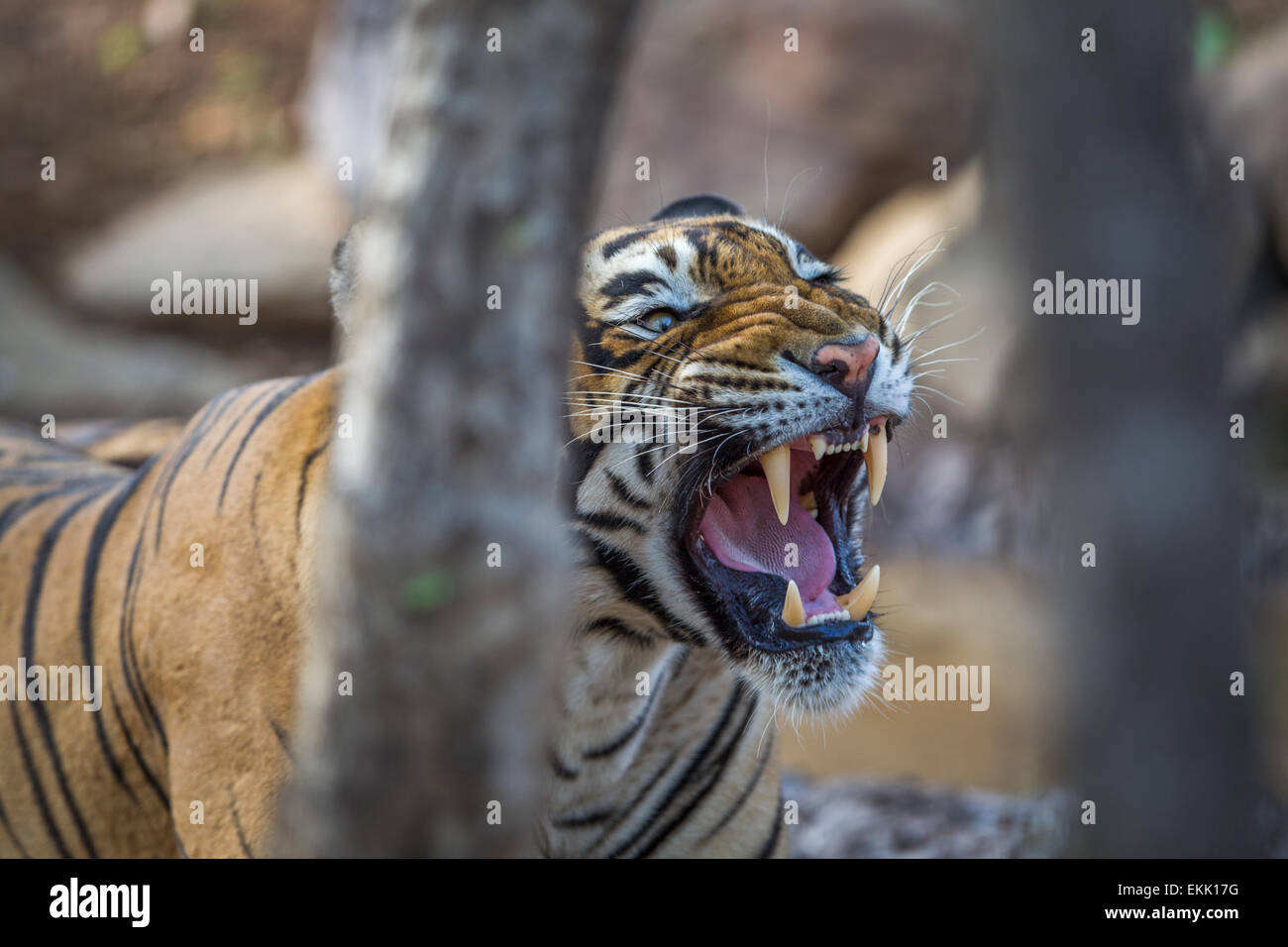 Tigre du Bengale mâles adultes à Ranthambhore, forêt, de l'Inde. ( Panthera tigris ) Banque D'Images