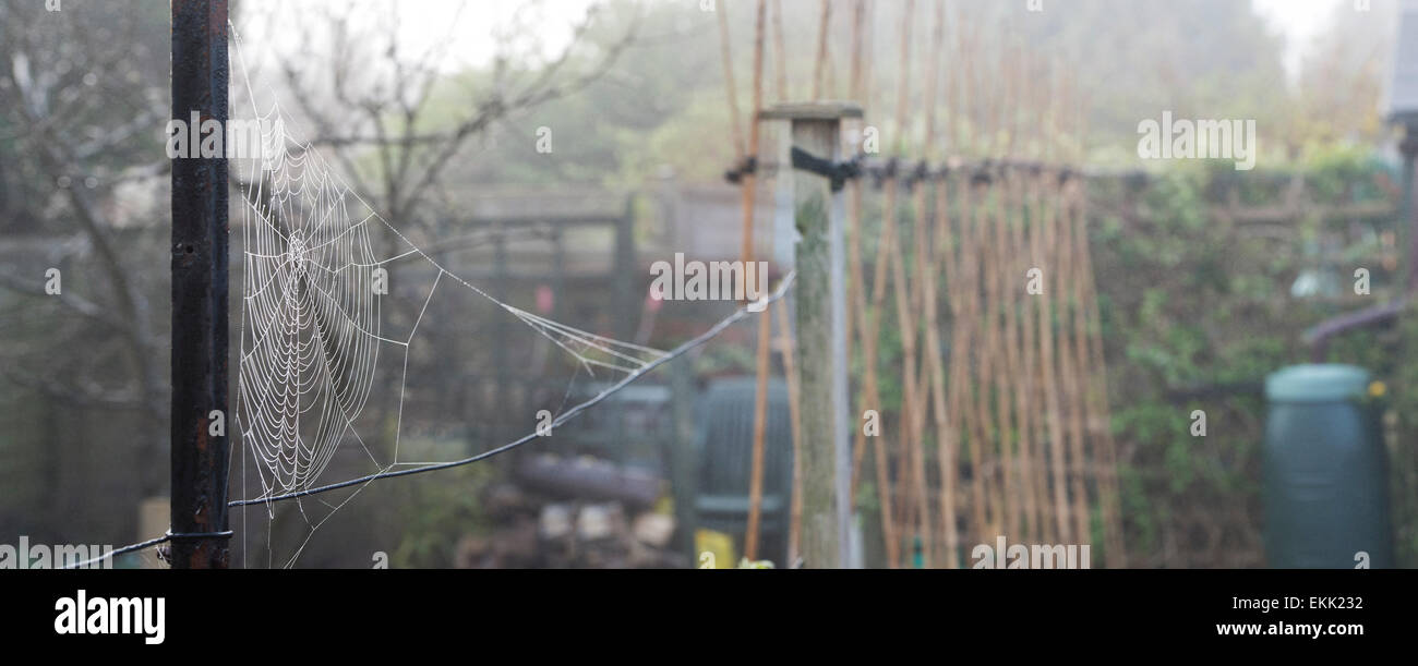 Spiders web dans un potager avril rosée, Misty. UK. Vue panoramique Banque D'Images