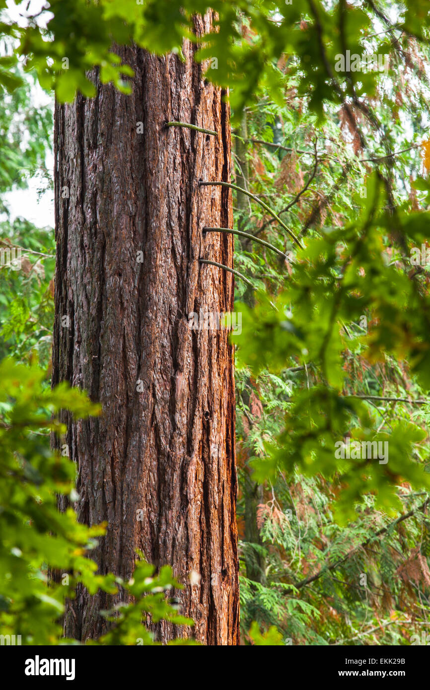 Arbre Sequoia en Autriche Banque D'Images