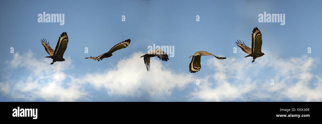 Le vol d'un serpent à crête blanche (Spilornis cheela). C'est un oiseau de proie que l'on trouve dans les habitats boisés acrossThailand Banque D'Images