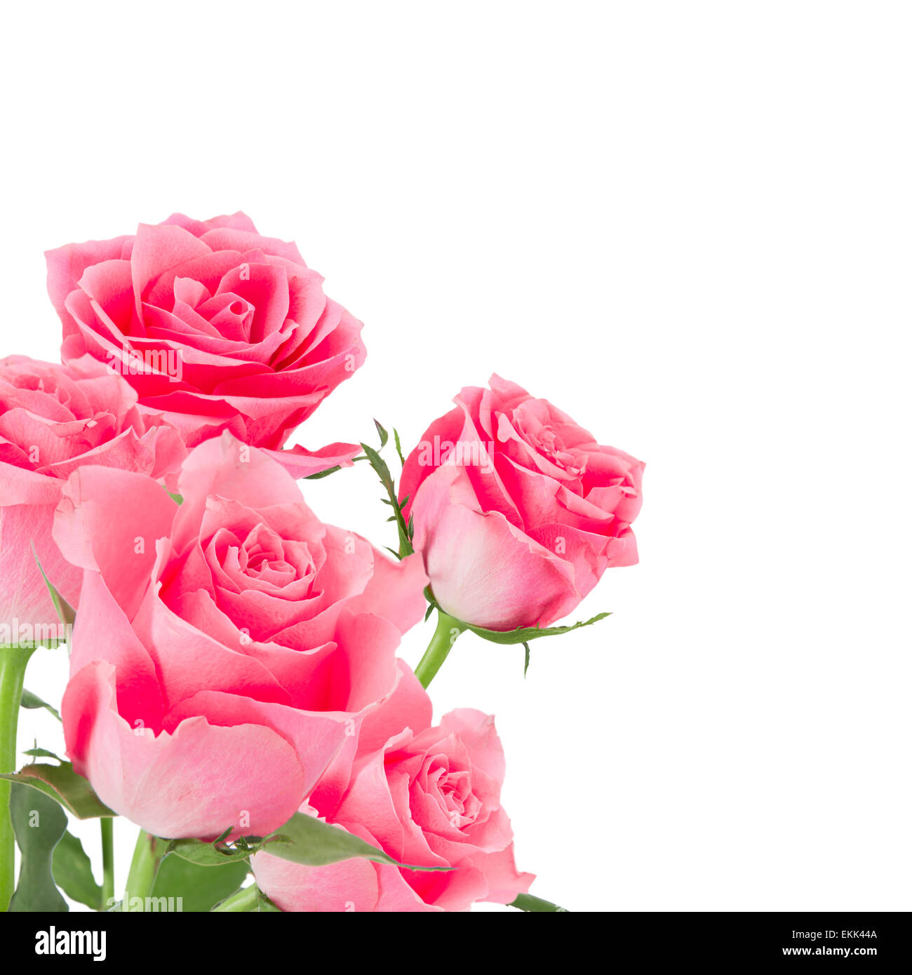 Des roses rose naturel background, close-up. Banque D'Images