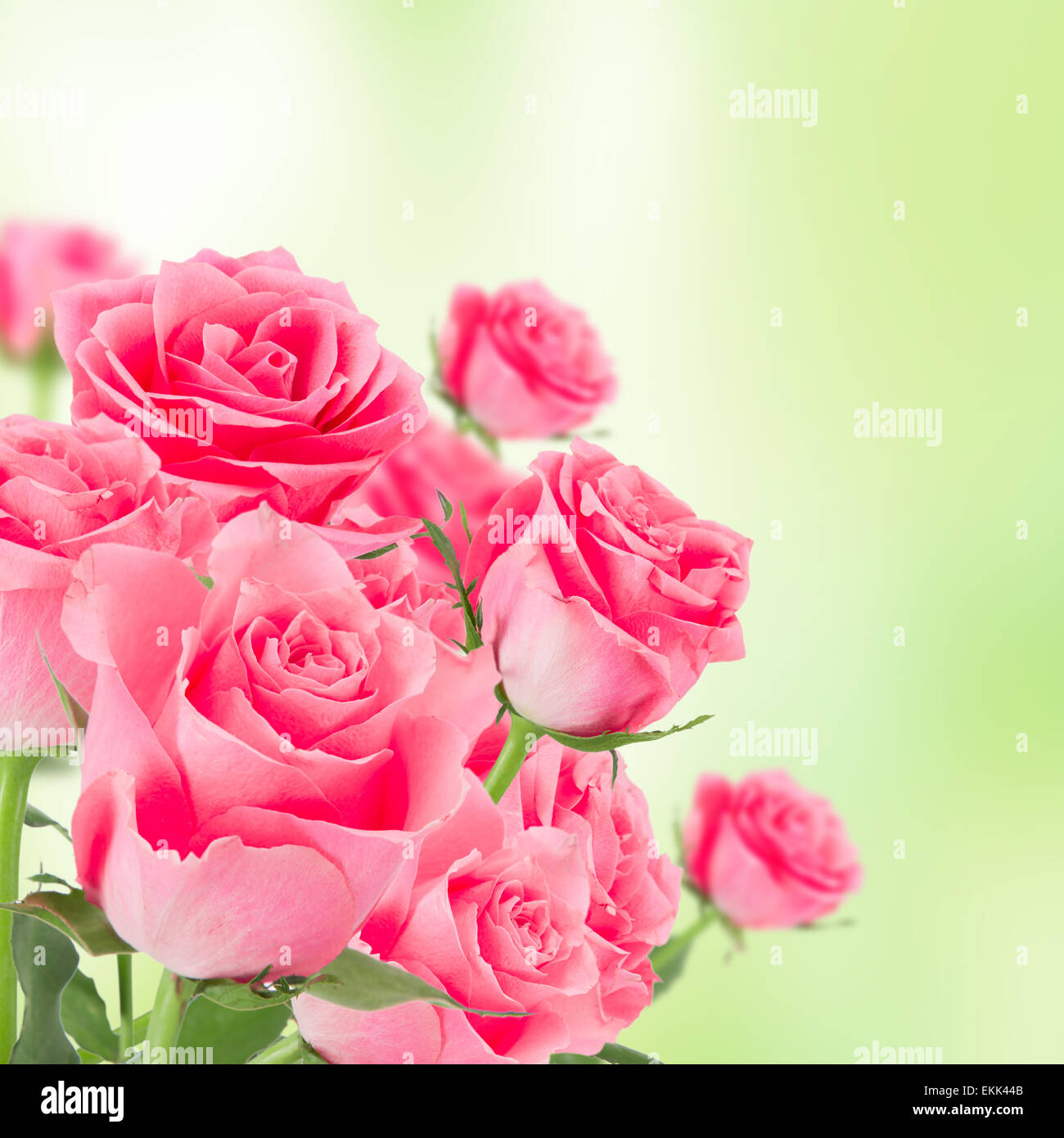 Des roses rose naturel background, close-up. Banque D'Images