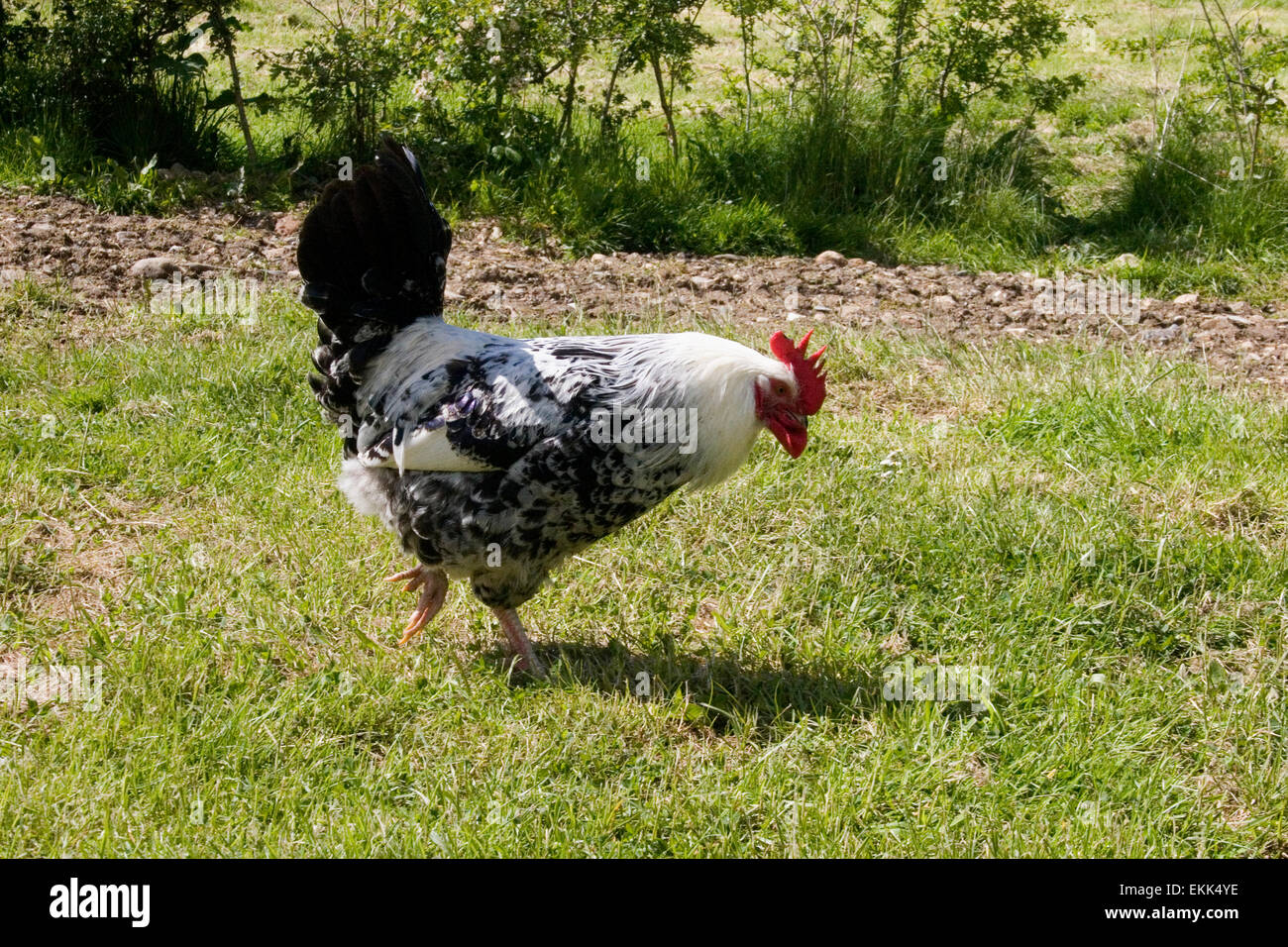 Poulet coq coq picorant cape plumes de selle basse-cour de poules petit ferme organique de gazonner permaculture holding Banque D'Images