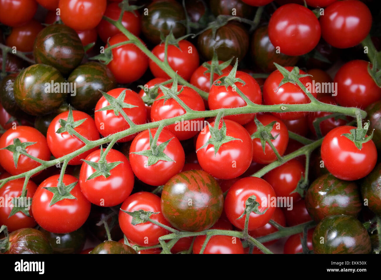 Tomates cerise bio sur vigne rouge et vert Banque D'Images