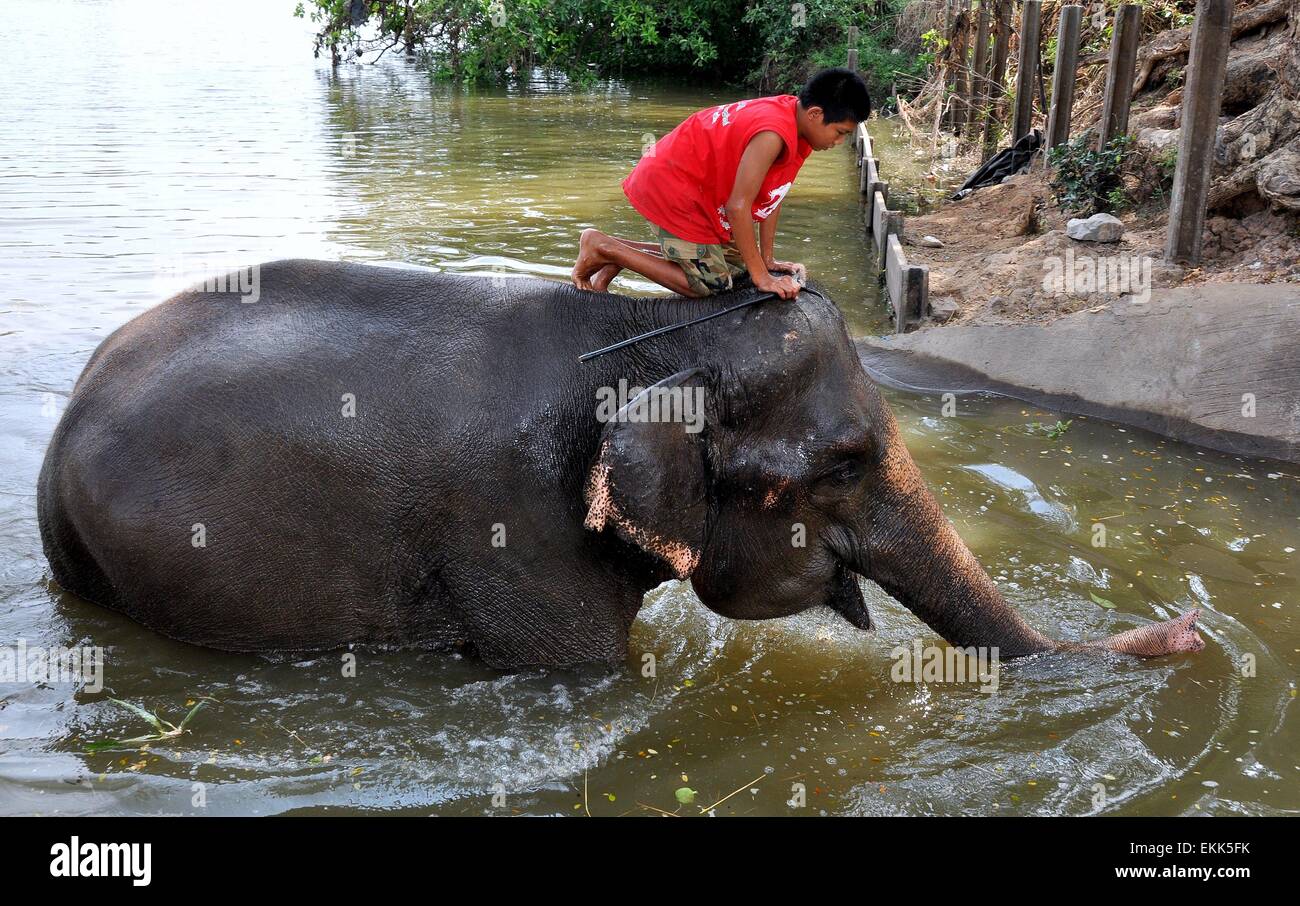 Ayutthaya, Thaïlande : Thai Boy riding au sommet d'un éléphant qui sortent d'un bain de rivière à l'Ayutthaya Elephant Kraal Banque D'Images