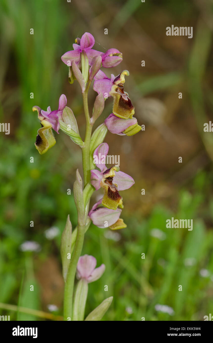 L'orchidée mouche, Ophrys tenthredinifera, Andalousie, Sud de l'Espagne. Banque D'Images