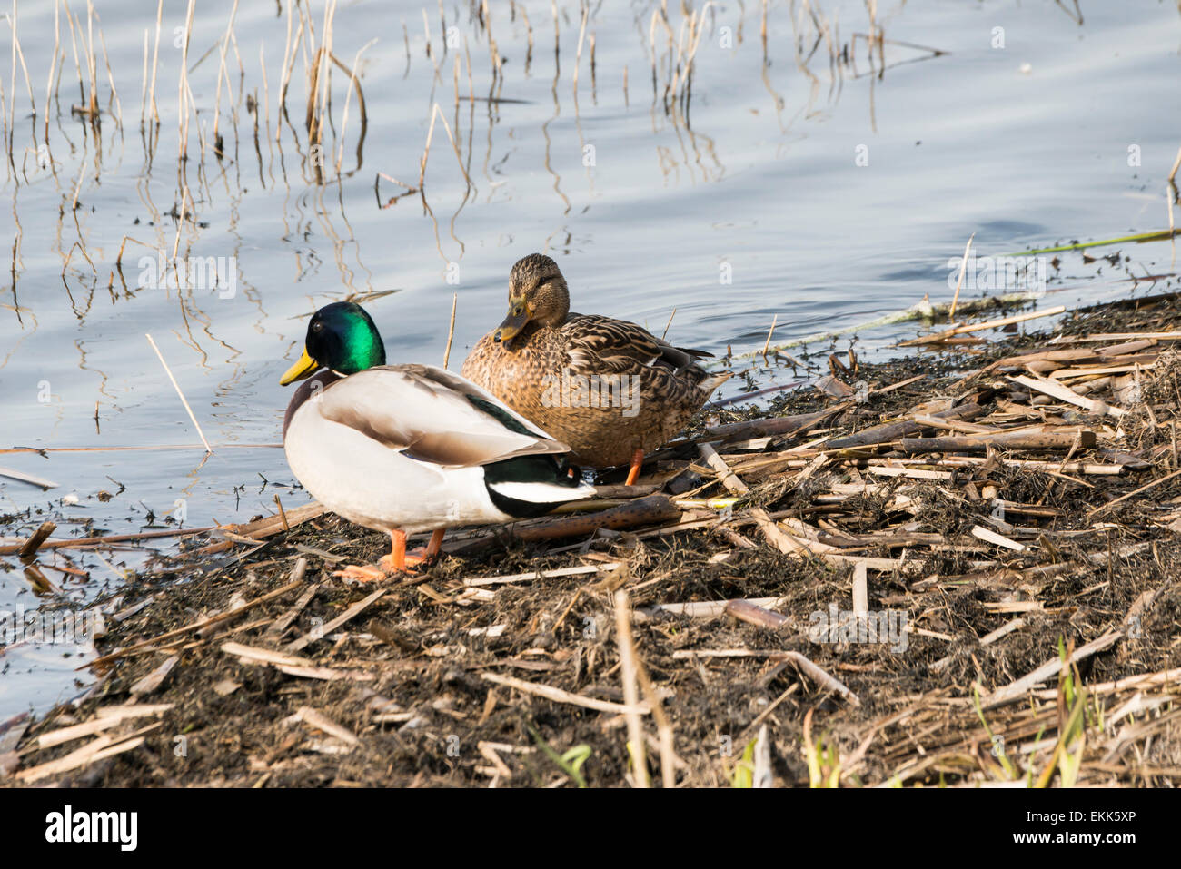 Canard colvert Banque D'Images