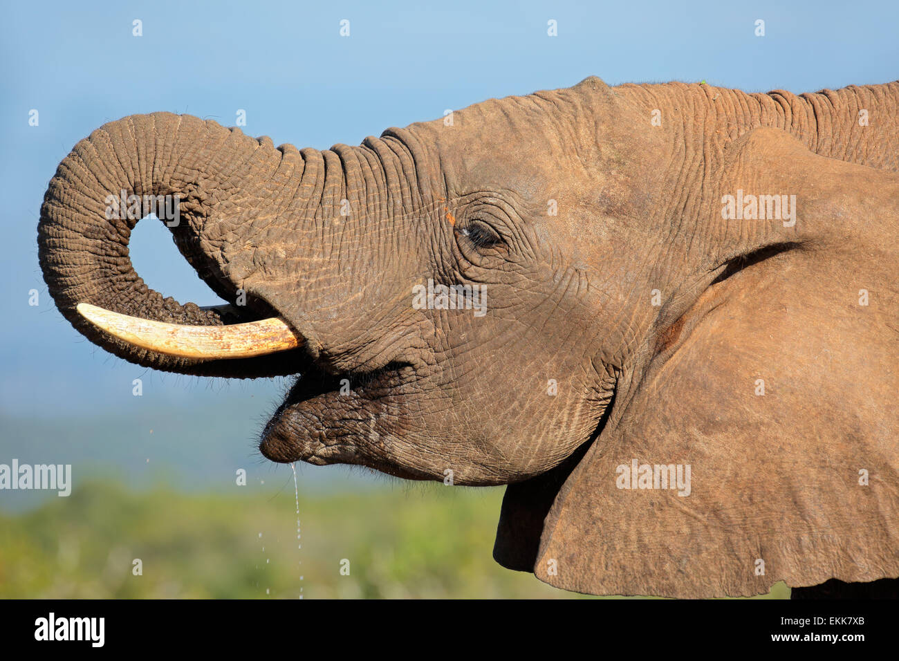 Portrait de l'éléphant africain (Loxodonta africana) eau potable, Addo Elephant National Park, Afrique du Sud Banque D'Images