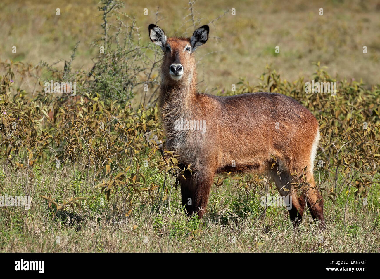 Cobe Defassa Kobus ellipsiprymnus defassa (), Parc national du lac Nakuru, Kenya Banque D'Images