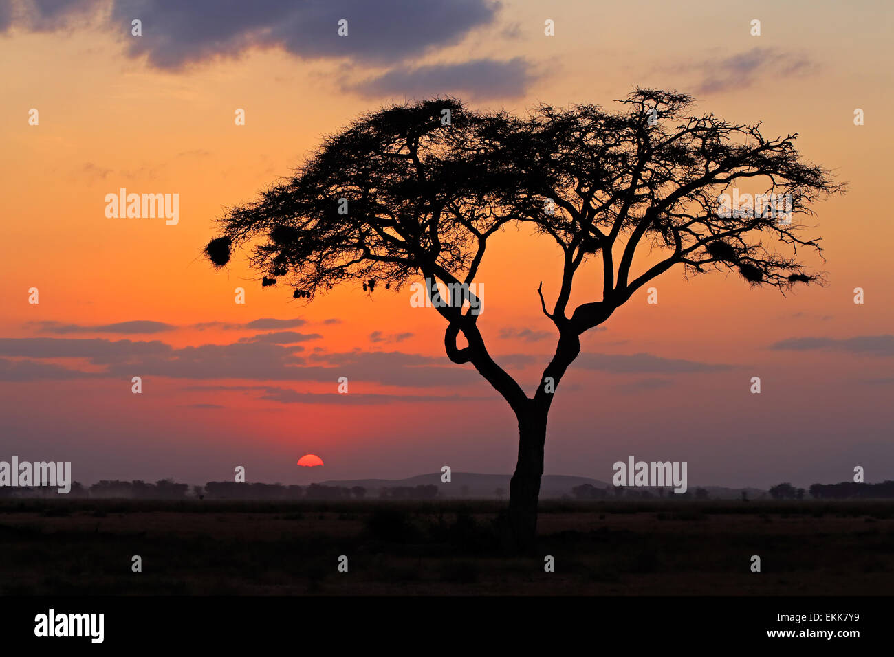 Avec le coucher du soleil de l'Afrique de l'Acacia, la silhouette du Parc national Amboseli, Kenya Banque D'Images