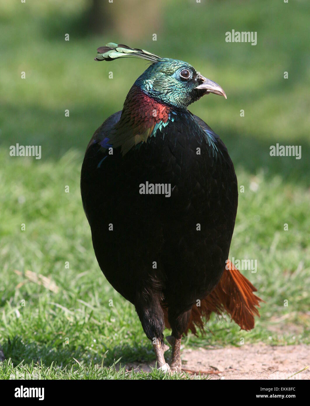 Himalayan monal masculins (Lophophorus impejanus) faisan Banque D'Images