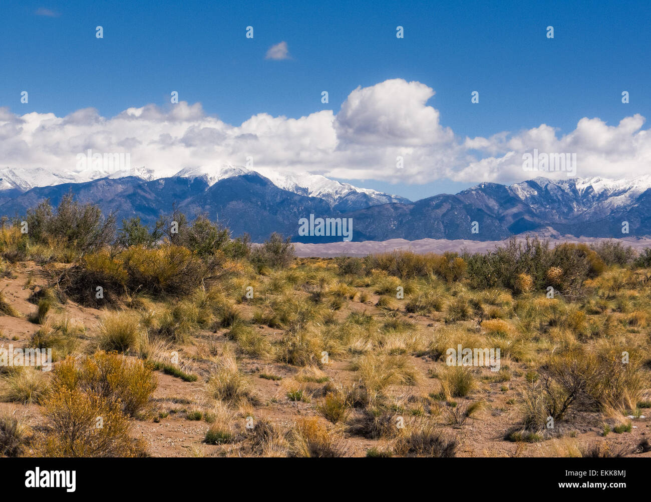 Désert Scrub en face du Great Sand Dunes et les sommets enneigés des montagnes Sangre de Cristo Banque D'Images
