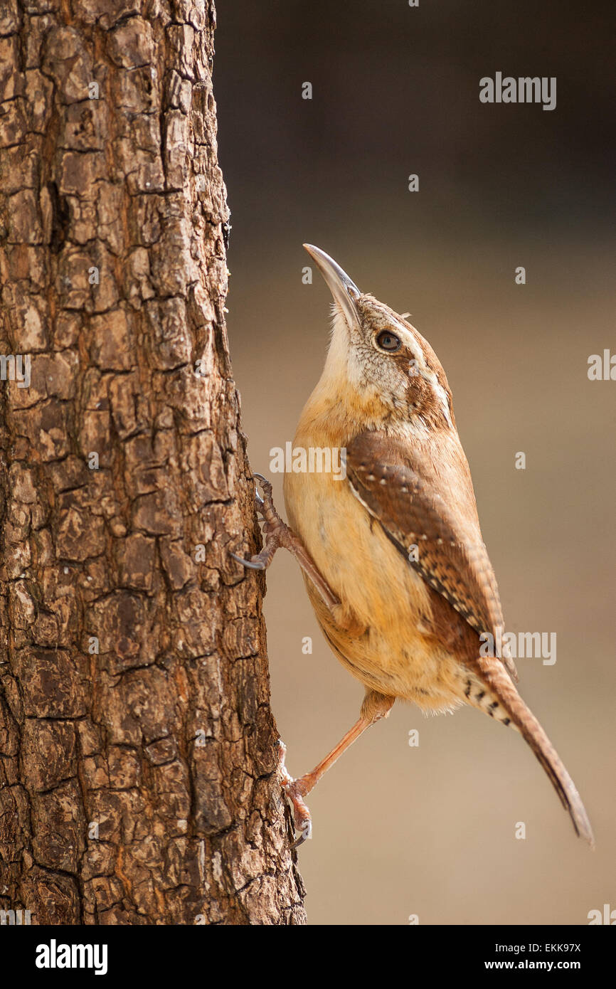 Un Troglodyte de Caroline navigation dans un tronc d'arbre de pin à la recherche de nourriture. Banque D'Images