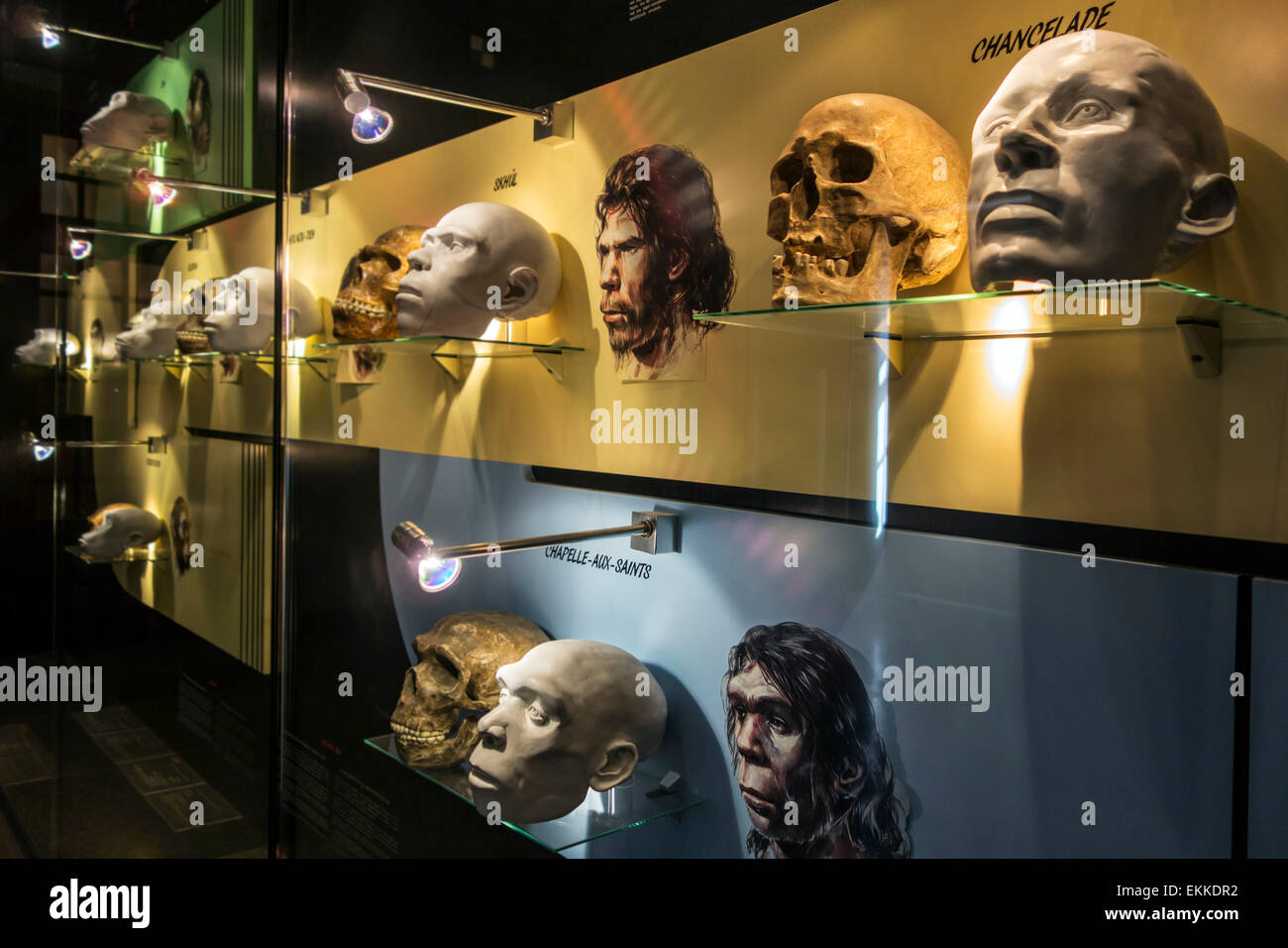 Les chefs et de crânes préhistoriques montrant l'évolution humaine en préhistoire galerie dans le Musée du Cinquantenaire, Bruxelles, Belgique Banque D'Images