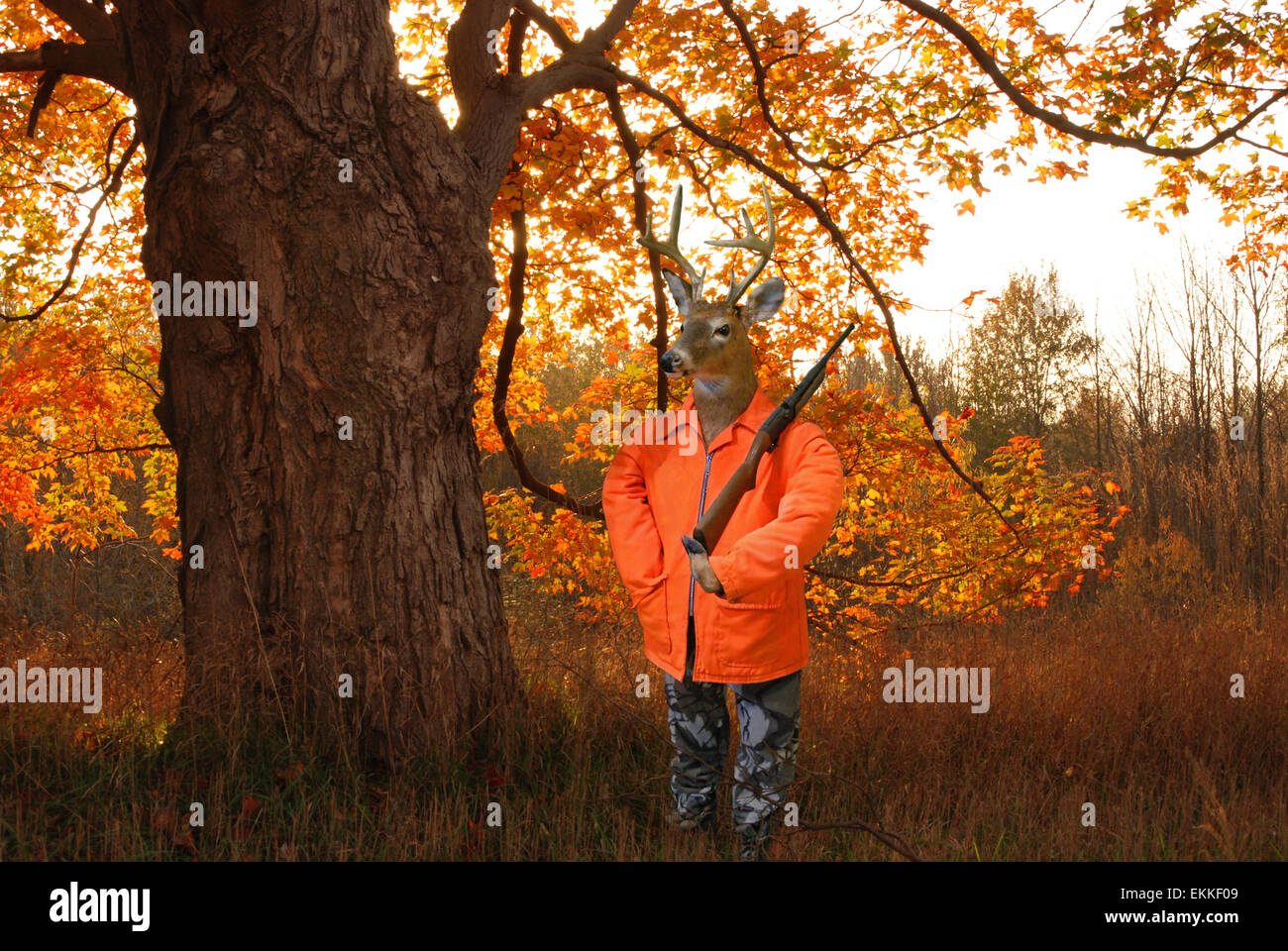 Big Buck deer hunter en automne bois avec carabine. Banque D'Images