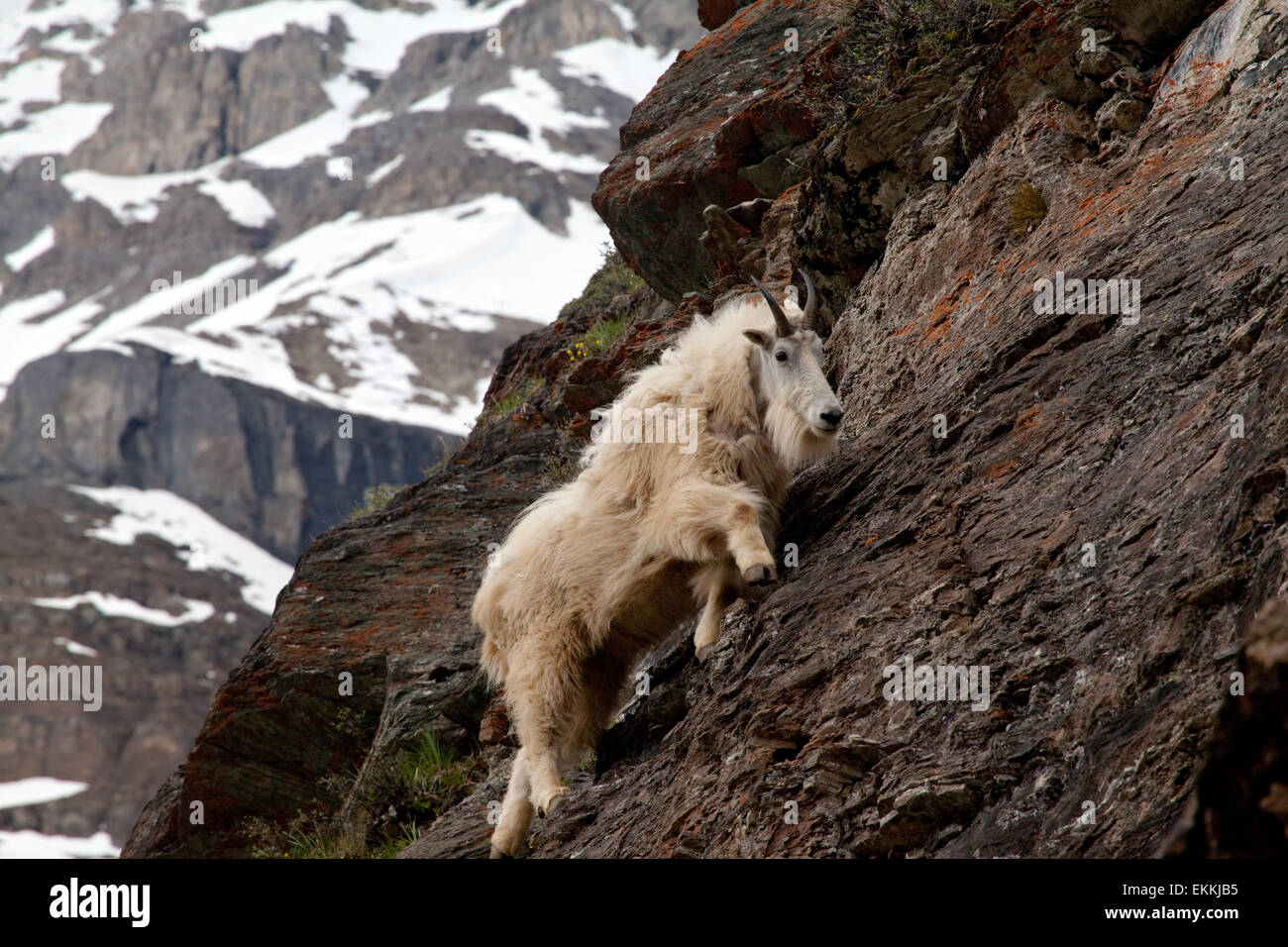 Décoloration la chèvre de montagne au milieu des rochers. Montagnes Rocheuses. Le parc national Banff. L'Alberta. Le Canada. Banque D'Images