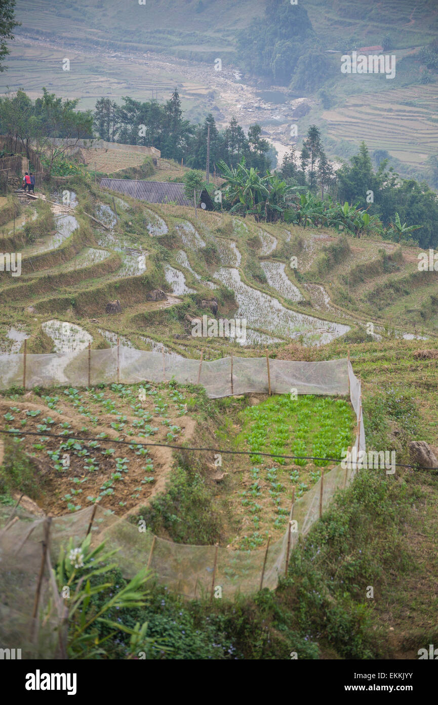 Les rizières infinies de Sapa Vietnam Banque D'Images