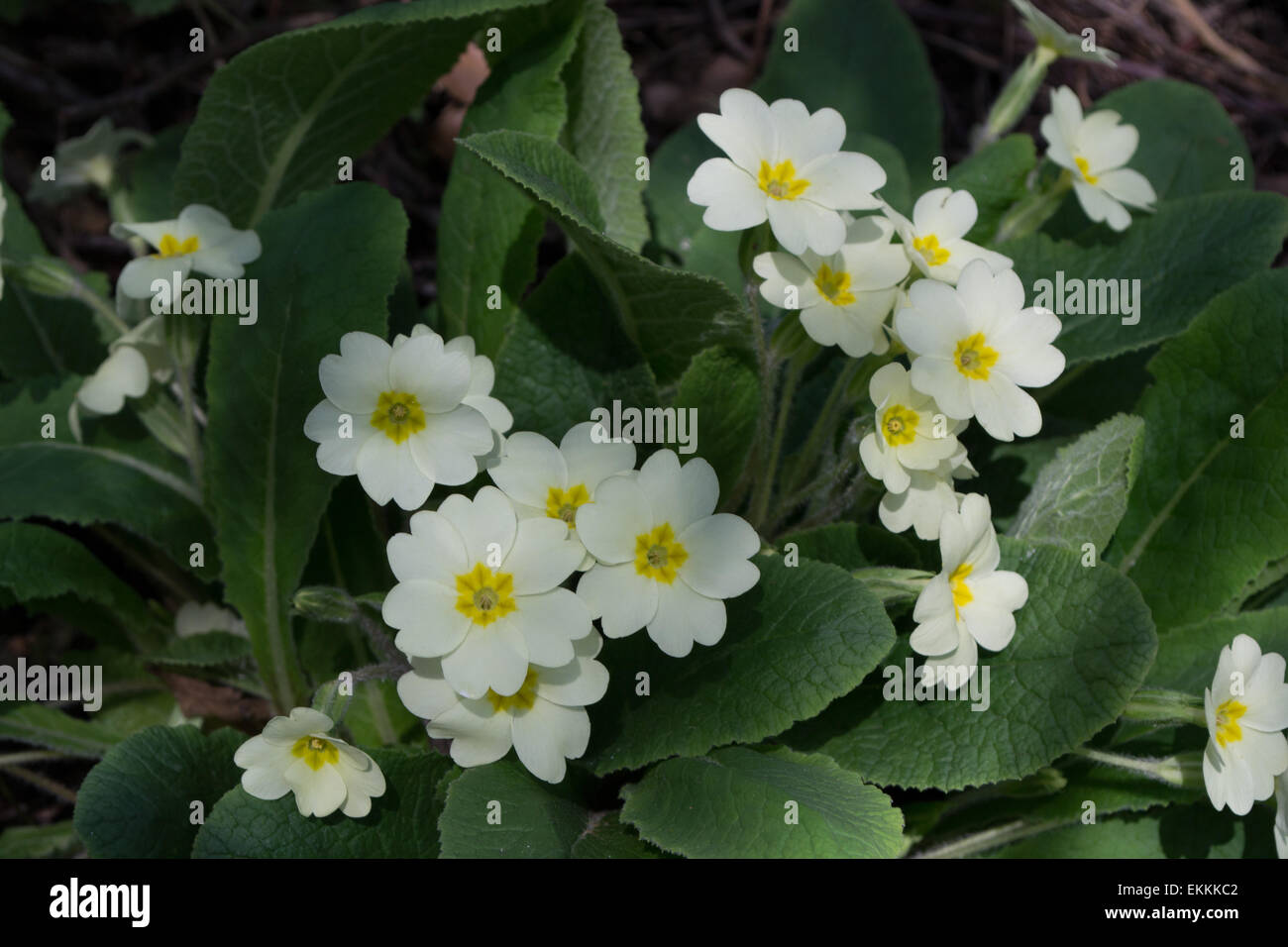 Primroses montrant leurs belles fleurs au printemps, des bois dans le Northamptonshire, UK Banque D'Images