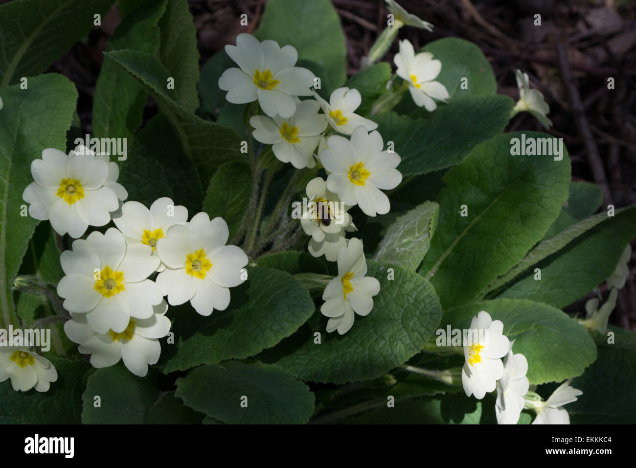 Primroses montrant leurs belles fleurs au printemps, des bois dans le Northamptonshire, UK Banque D'Images