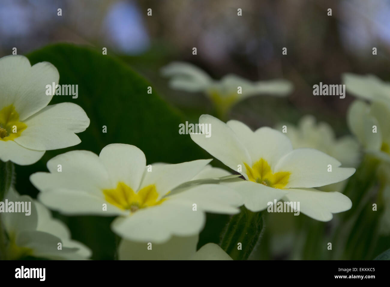 Close-up image de primevères en fleurs dans le soleil du printemps Banque D'Images