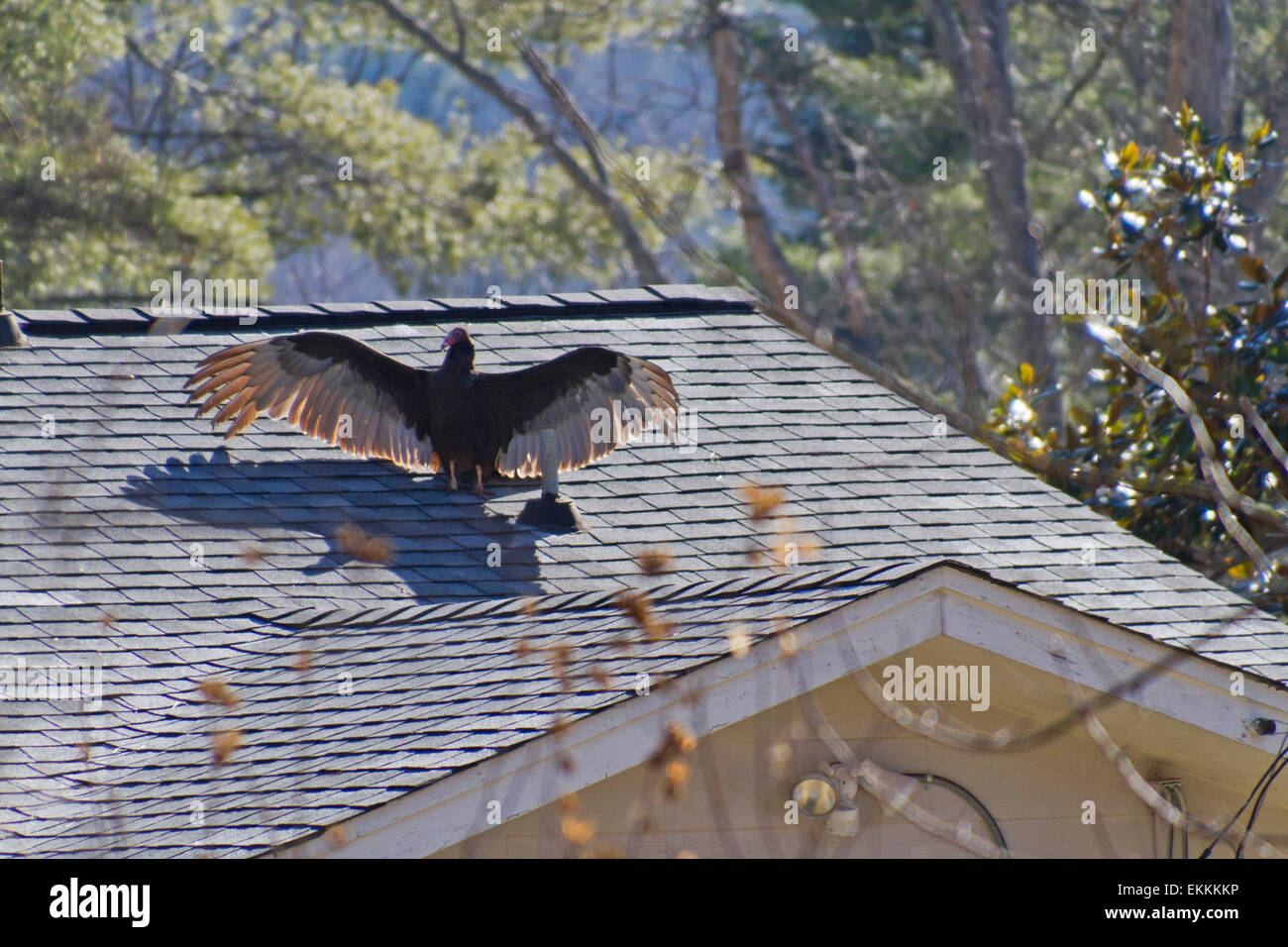 Un urubu ouvre ses ailes au soleil pour les nettoyer alors que perché sur le toit d'une maison Banque D'Images