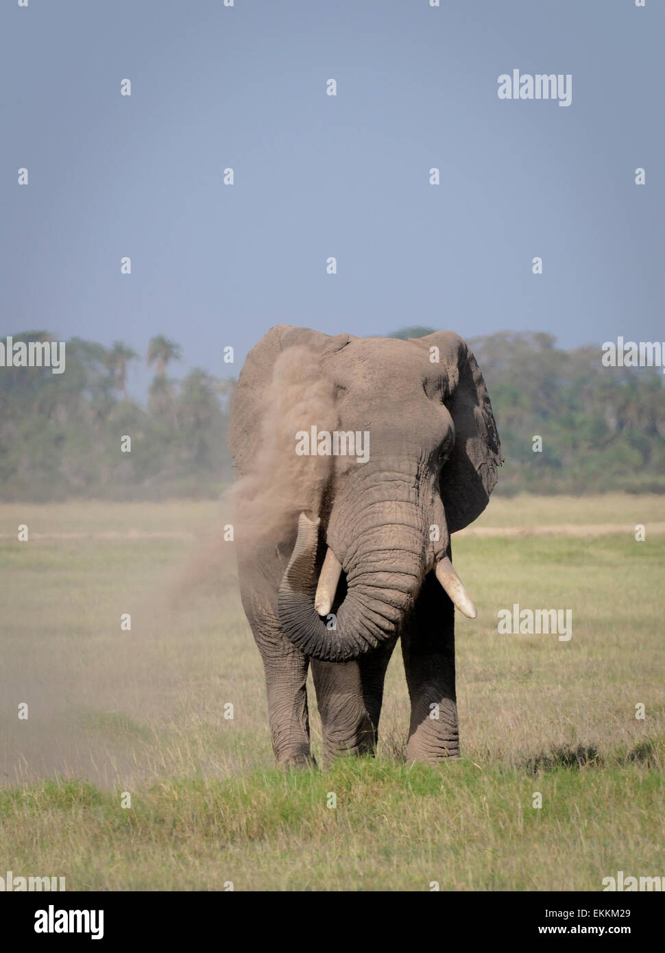 Dépoussiérage de l'eléphant d'Afrique Banque D'Images
