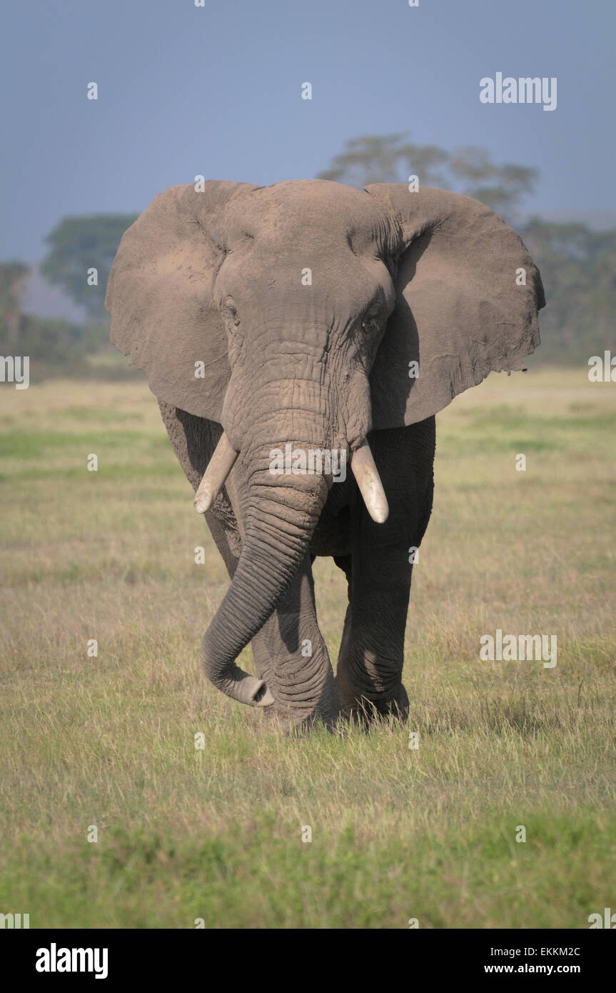 Portrait of African elephant bull Banque D'Images