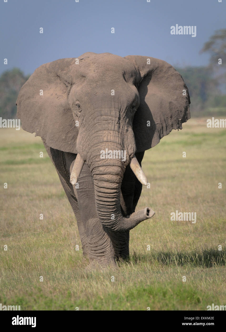 Portrait of African elephant bull Banque D'Images