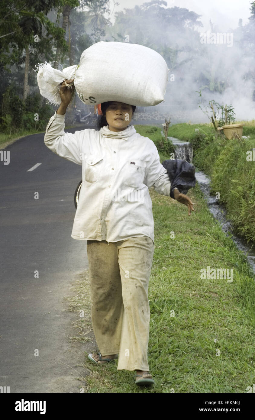 Travailleur de riz à Ubud, Bali, Indonésie Banque D'Images