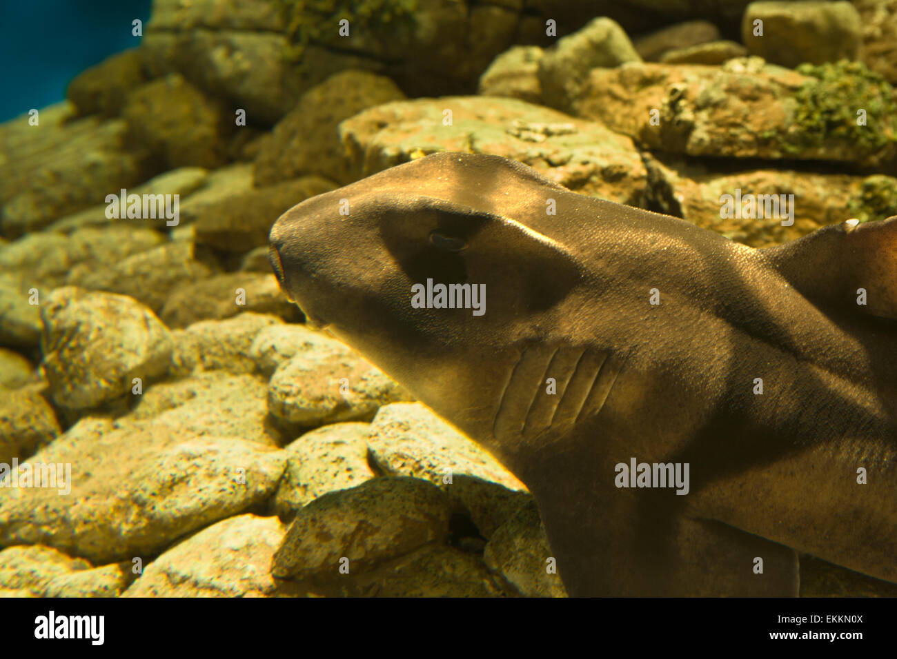 Port Jackson Shark dans l'Océanarium de Lisbonne, Portugal Banque D'Images