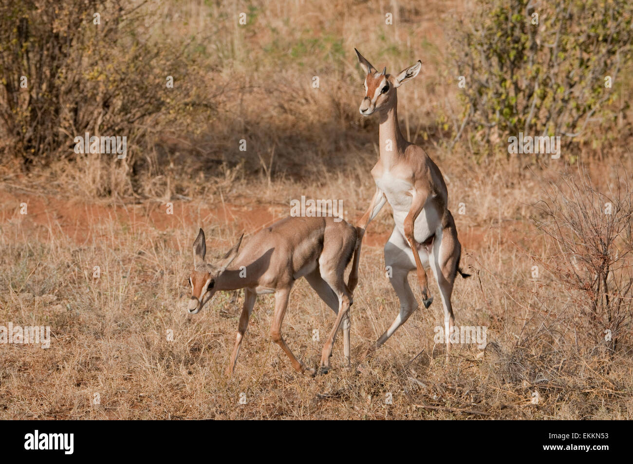 Deux jeunes gazelles de Grant, l'un essayant de monter d'autres Banque D'Images