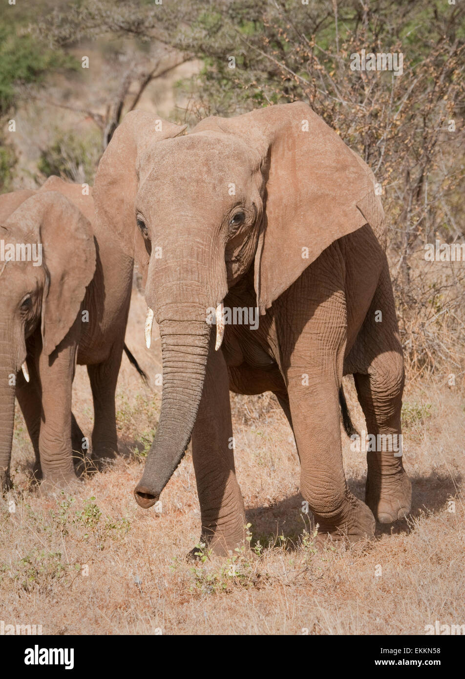 Portrait de l'éléphant africain Banque D'Images