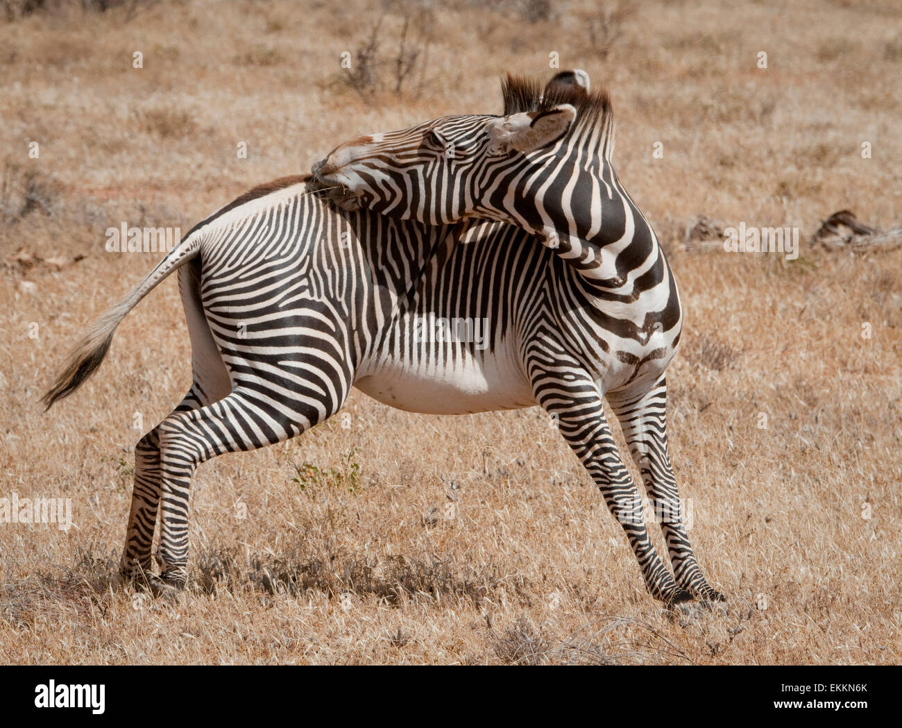 Grevys avec zebra tête tournée, mordre le dos Banque D'Images