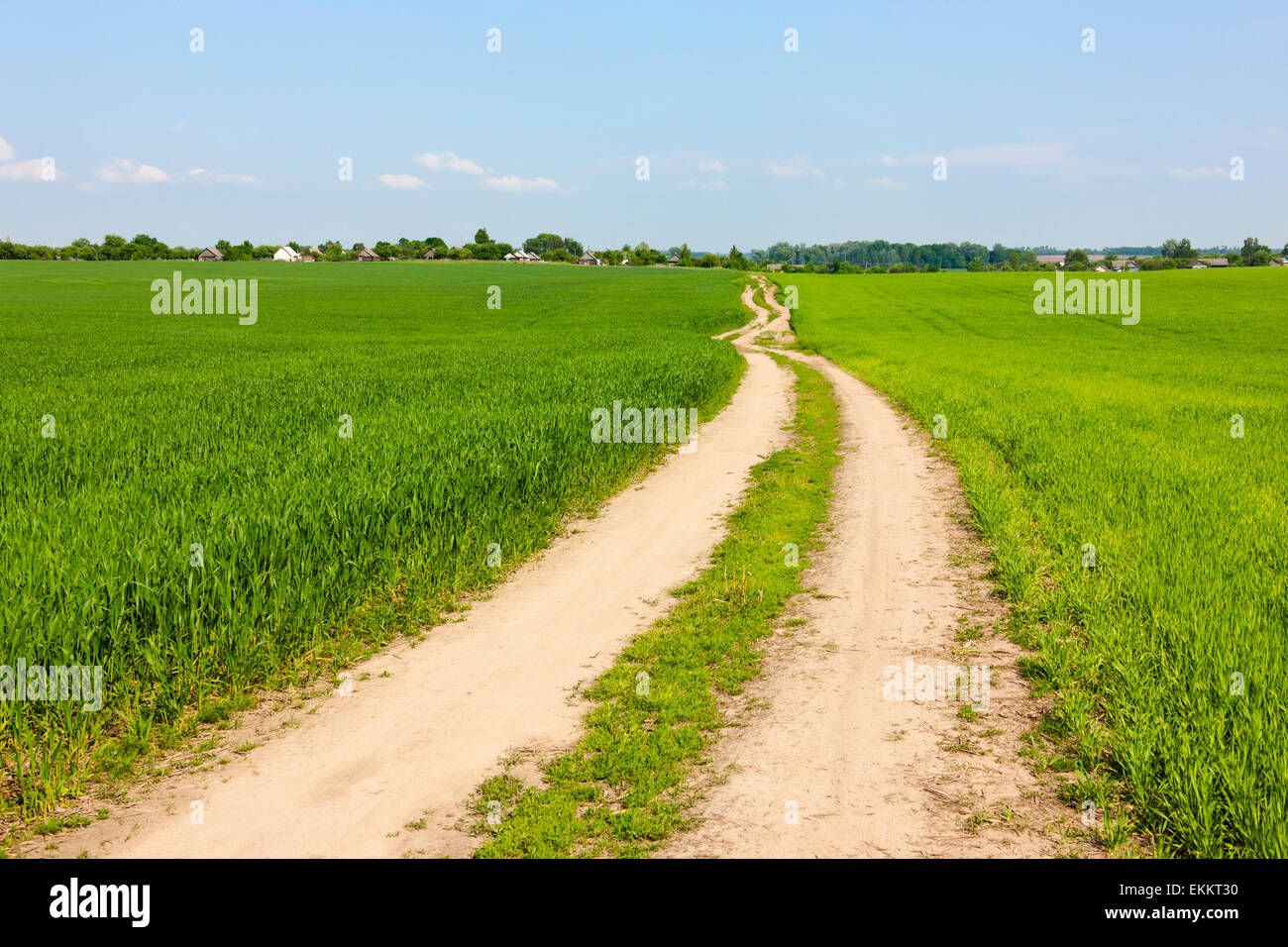 Route de terre en passant par des terres agricoles, Mir, Bélarus Banque D'Images