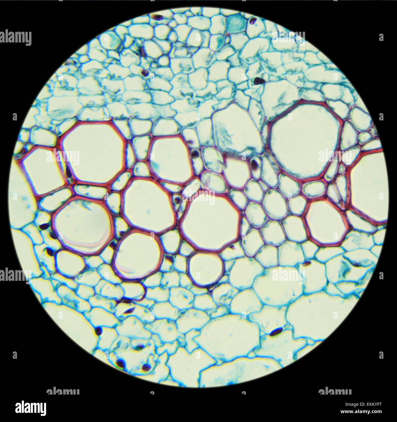 La section transversale de la tige de tournesol sous le microscope, l'Helianthus (C.S.), tige 400x Banque D'Images