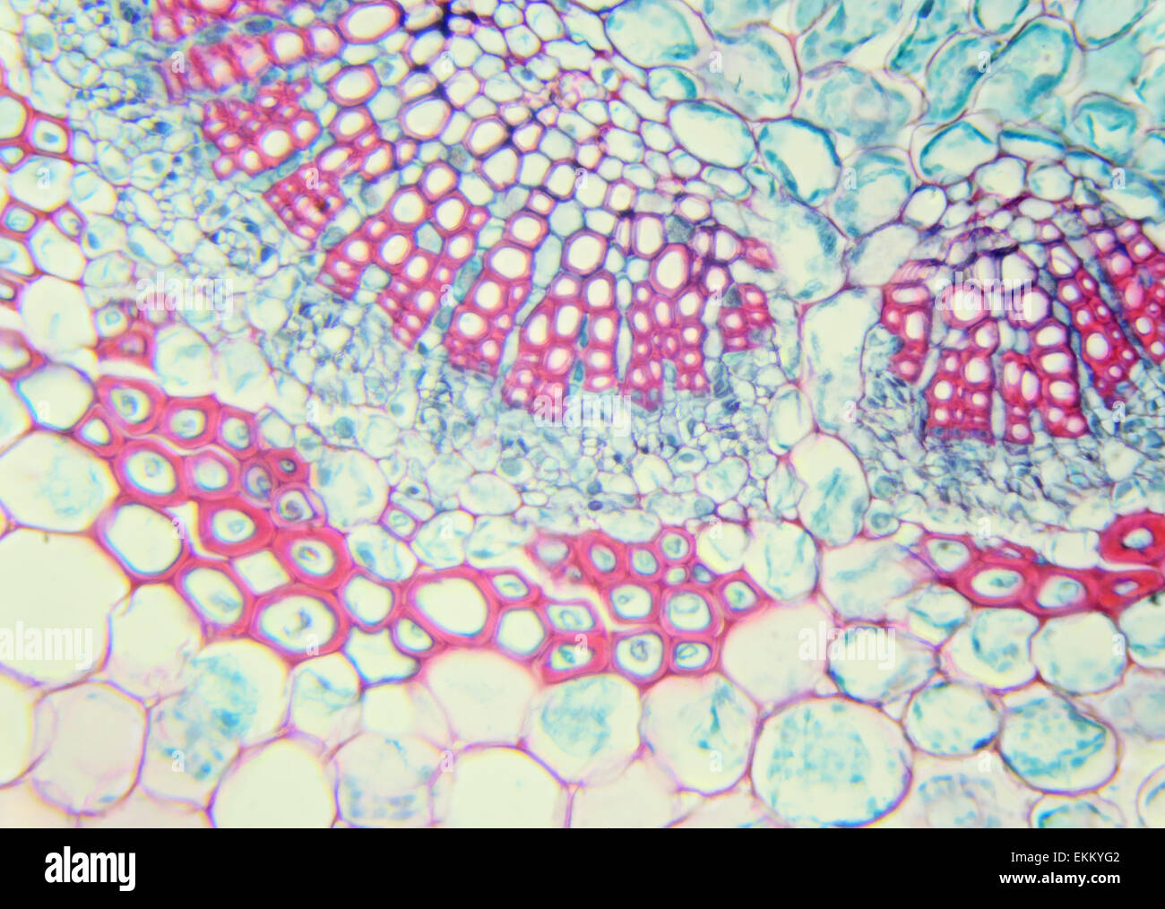 Feuille de Jasmin d'hiver sous un microscope (feuille de Jasmin d'hiver C.S.) (Jasminum nudiflorum), 400x Banque D'Images