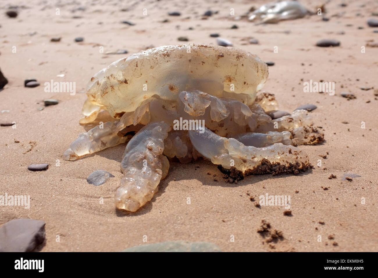 Les méduses échoués sur une plage britannique Dawlish Warren Angleterre Banque D'Images